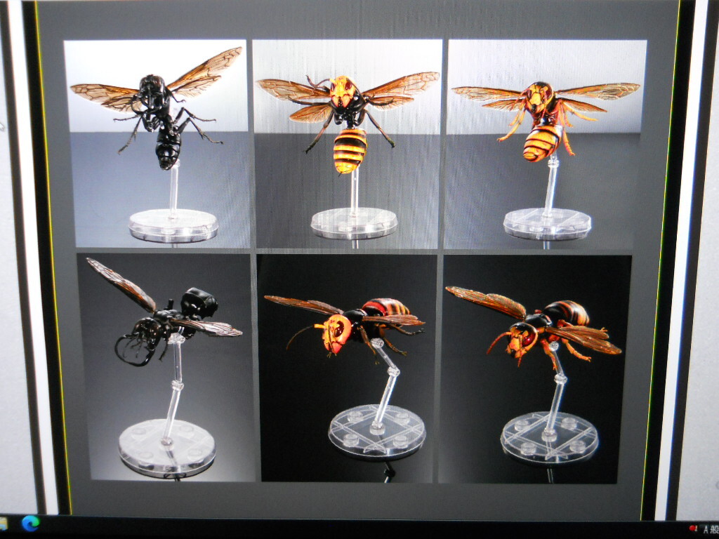 メガララ・ガルーダ megalara garuda 蜂 ハチ 標本 激レア？の落札情報