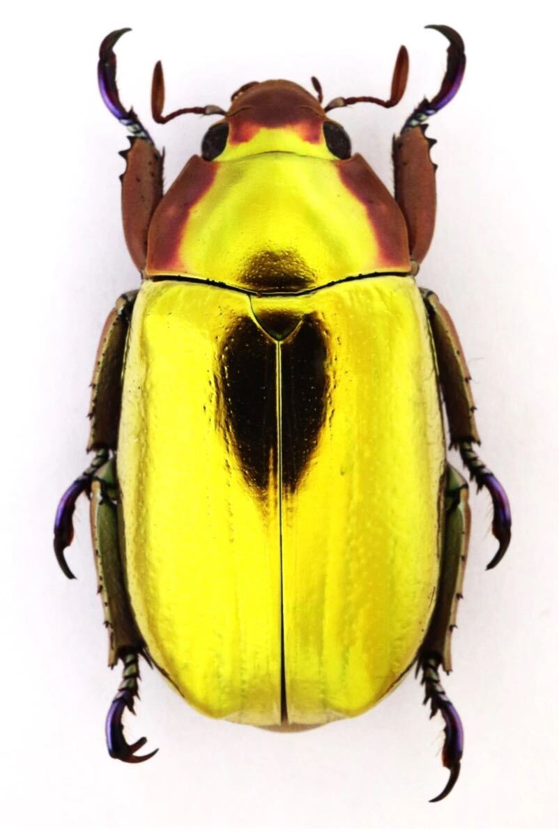 アウリガンスプラチナコガネ 標本 外国産昆虫標本の落札情報詳細