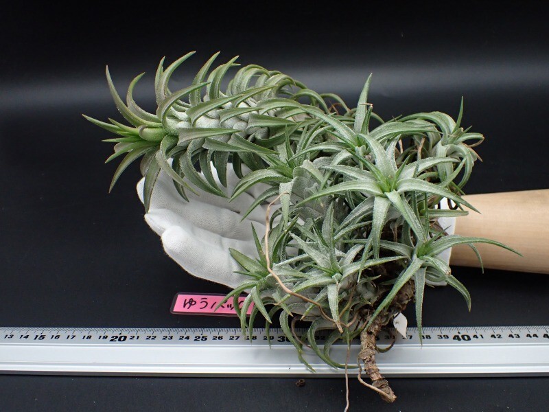 チランジア イオナンタ バンハイニンギー ミノール 親株サイズ 同梱