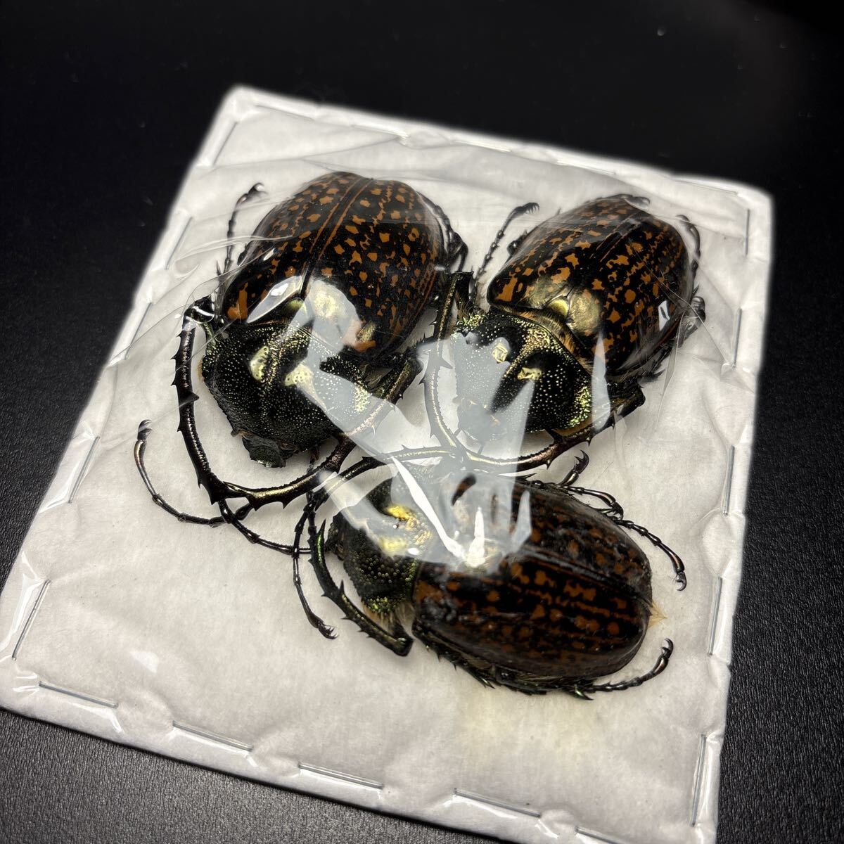 新品】標本 大型 66mmペア バターレルテナガコガネCheirotonus