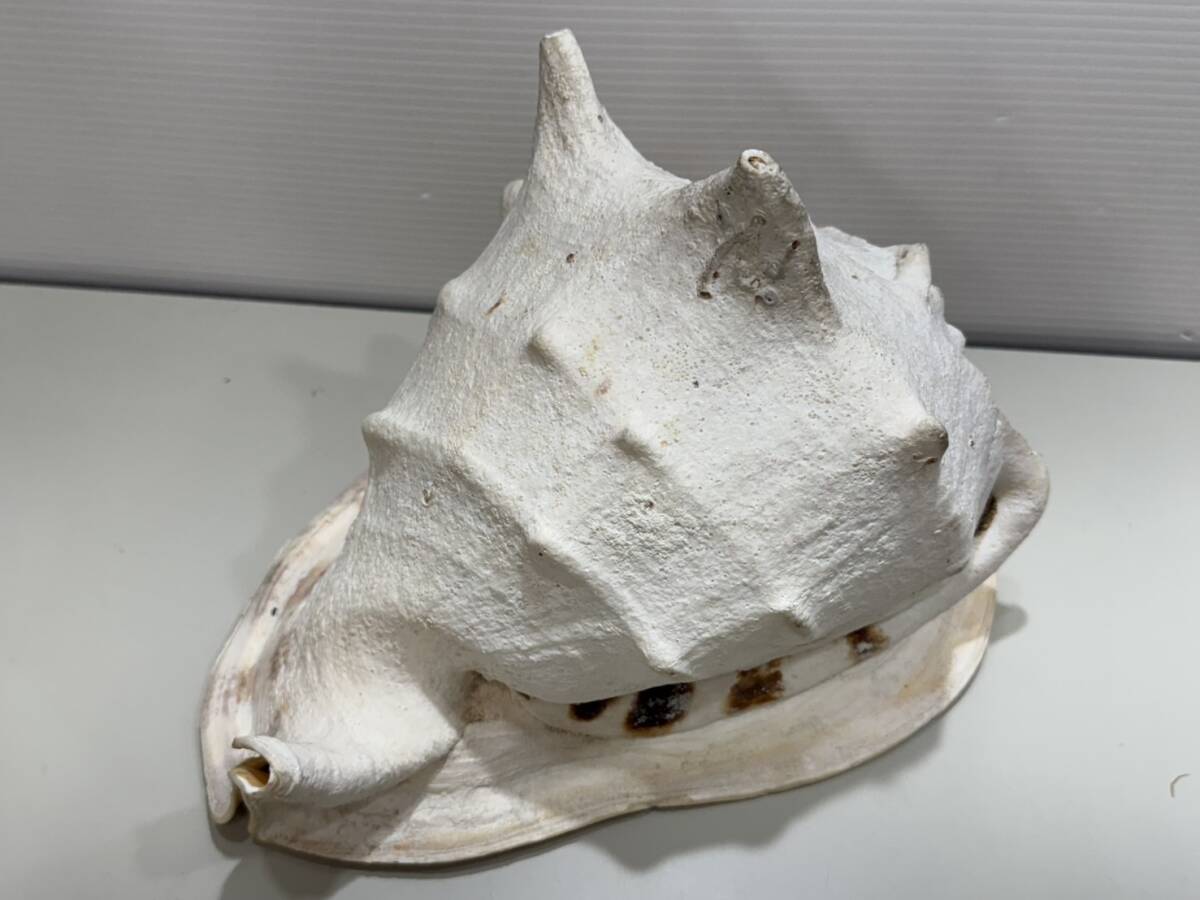 トウカムリガイの貝殻・インドネシア産・お土産・唐冠貝・千年貝・巻貝