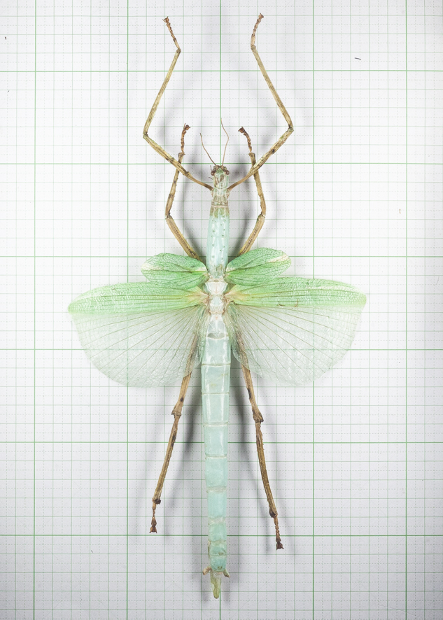 ゴライアスオオトビナナフシ 卵50個 Eurycnema versirubra Timor