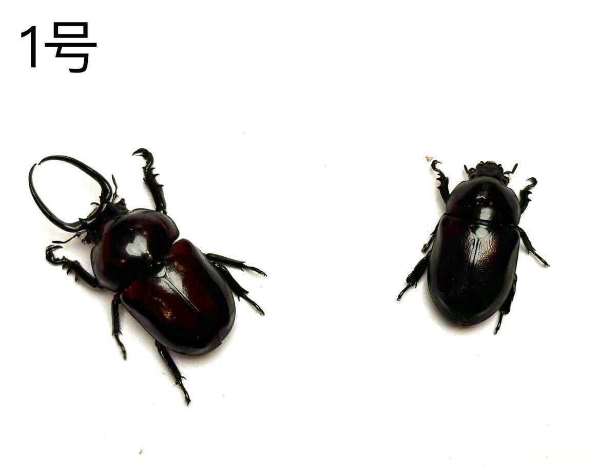 ベトナム産 クロオオクワガタコガネ Fruhstorferia anthracina 大型
