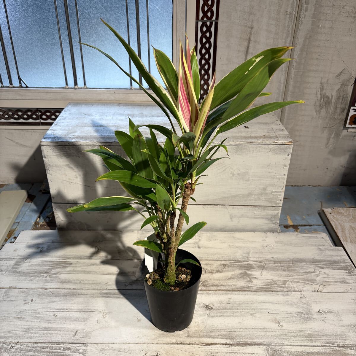 新品】耐寒性強！地植え出来る☆柱サボテン！特大！南国 リゾート 多肉