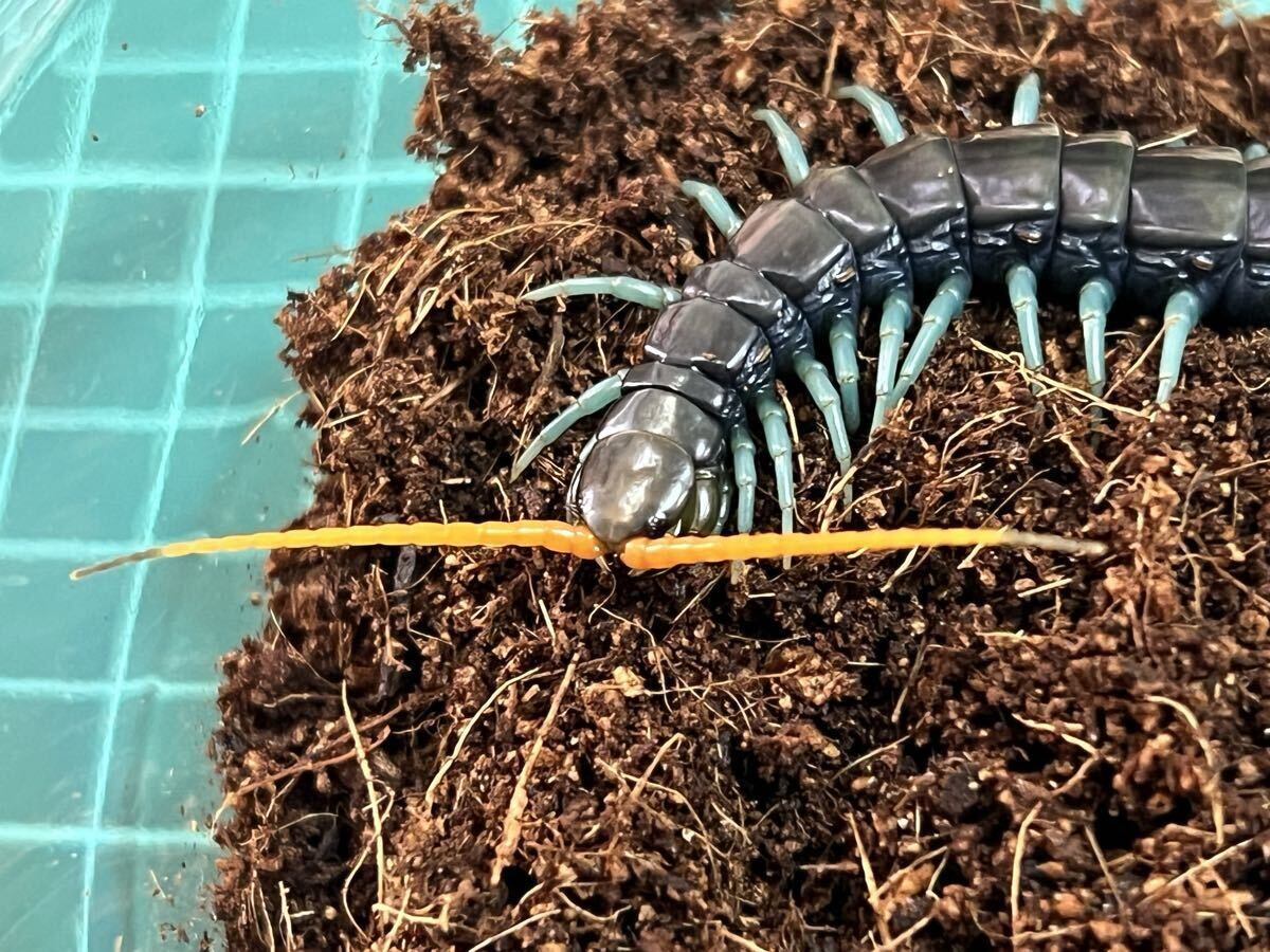 ペア売りです。Scolopendra paradoxa ペア売りです。Scolopendra paradoxa