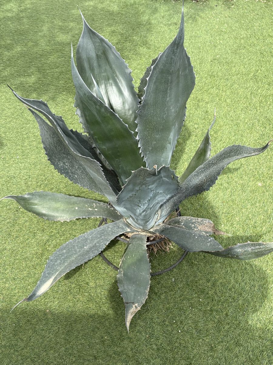 やや傷や汚れあり】【農園直送】特大サイズ アガベ アトロビレンス