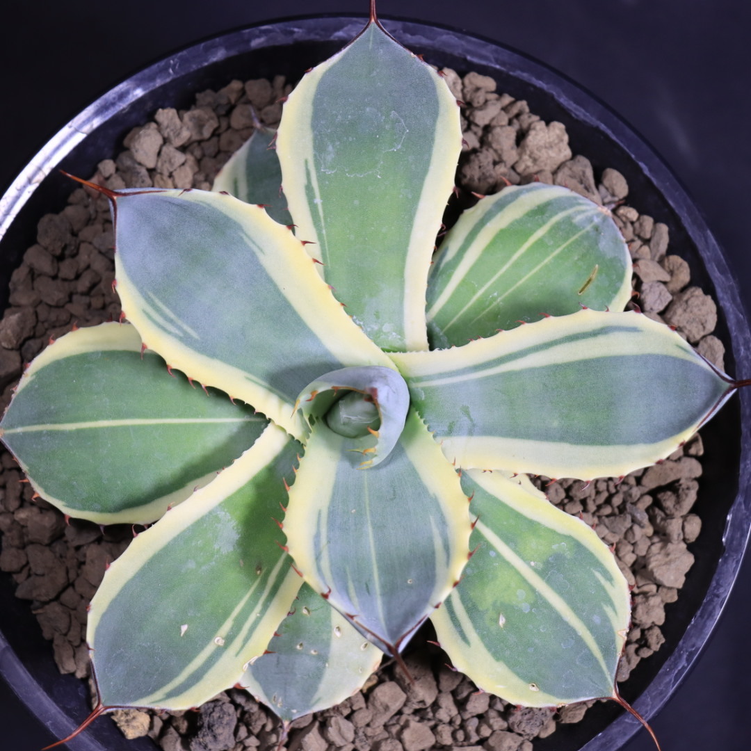 新品】アガベ パリー オリザバ Agave parryi var. truncata Orizaba