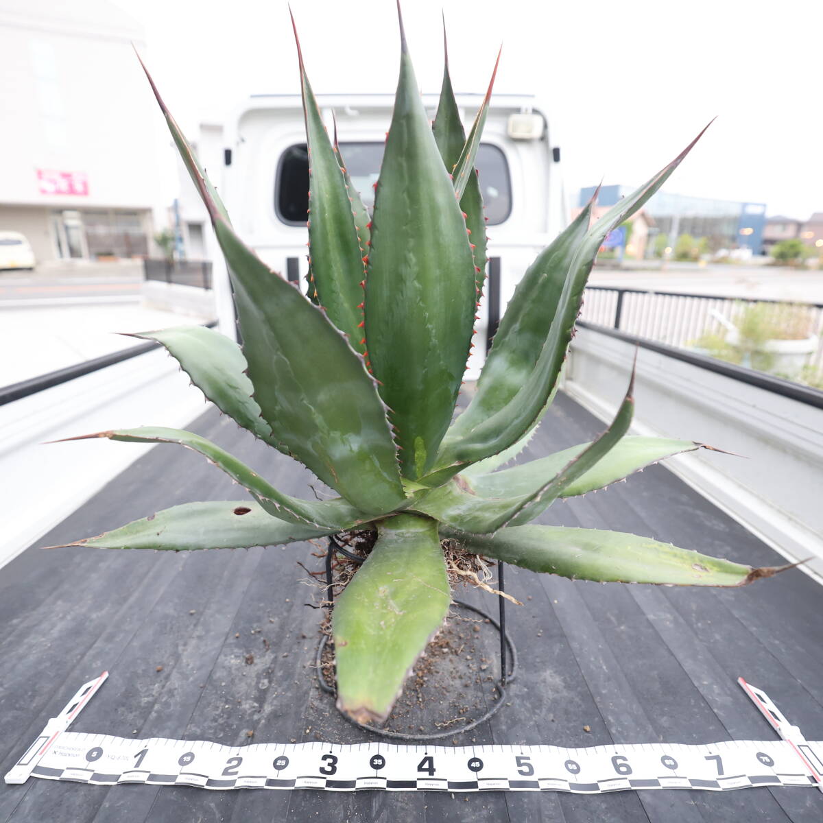 1円スタート アガベ アトロビレンス ミラビリス 地植え 仔株の落札情報