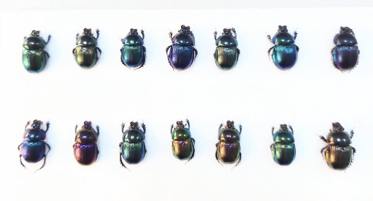 送料210～] ツノセンチコガネ 昆虫 標本 ダイコク・コガネの落札情報