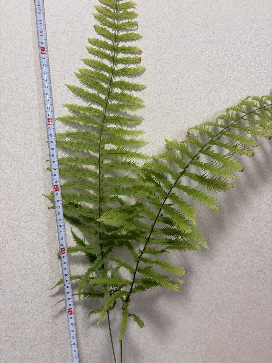 シダ植物☆GONIOPHLEBIUM VERRCOSUM】ゴニオフレビウム ベルコーサム