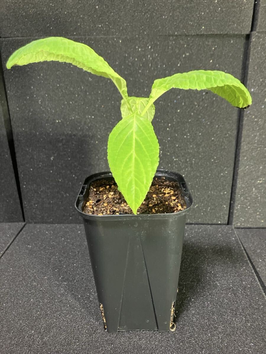 新品】レア観葉植物！〇サルビア・ディビノラム大株80サイズ〇Salvia