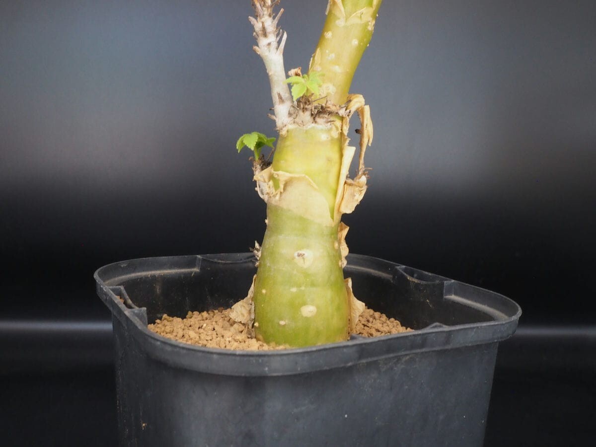 ◎稀少コレクション Commiphora longipedecellata コミフォラ・ロンギ