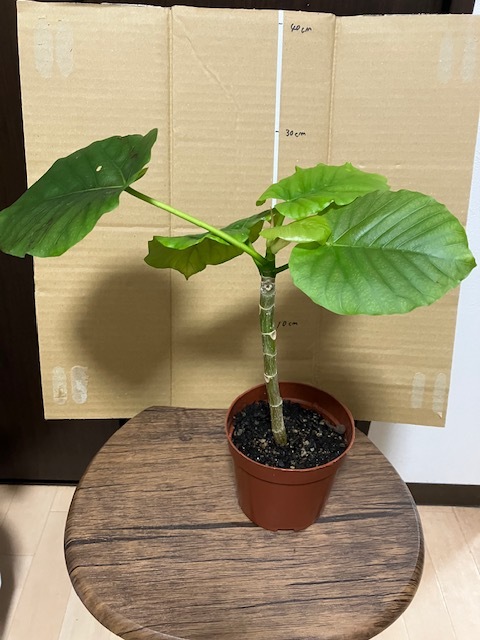 新品】フィカス ウンベラータ 斑入りの落札情報詳細 - Yahoo