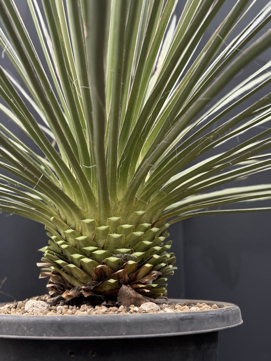 Yucca」の直近30日のオークション落札価格一覧 - オークフリー