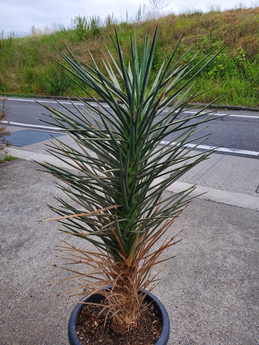 中古】☆ ユッカ・ジョシュアツリー '現地株' Yucca brevifolia ☆の