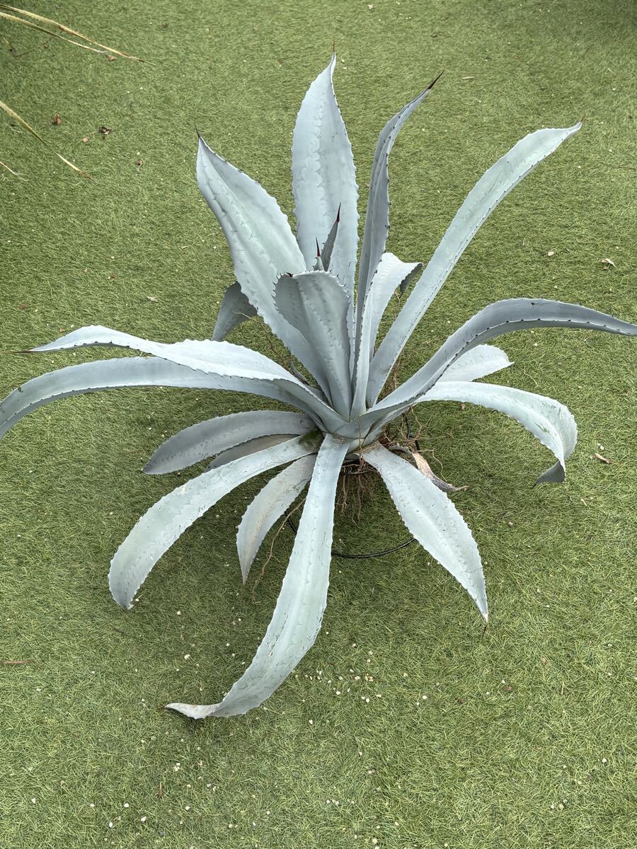 自家栽培株です。】白葉が際立つ『アガベ・フランゾシニー』Agave
