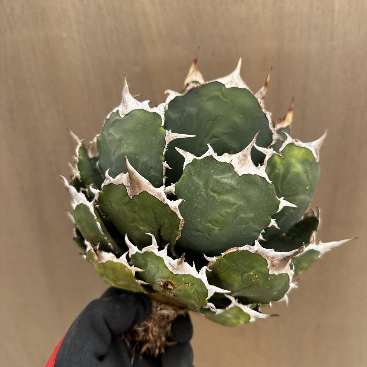 アガベ チタノタFO-076 超特選株 強白刺 大株 agave titanotaの落札