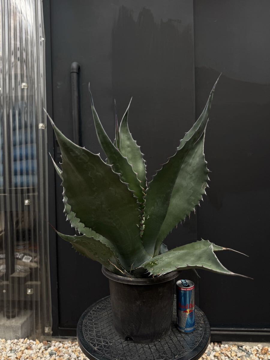 中古】アガベ サルミアナ フェロックス 大株 Agave salmiana v.feroxの
