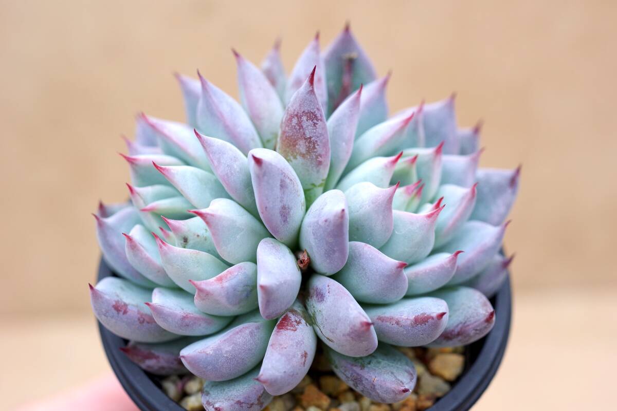 エケベリア ラセモサ 原種 やや傷や汚れあり】多肉植物 エケベリア ラセモサ 原種 【Echeveria