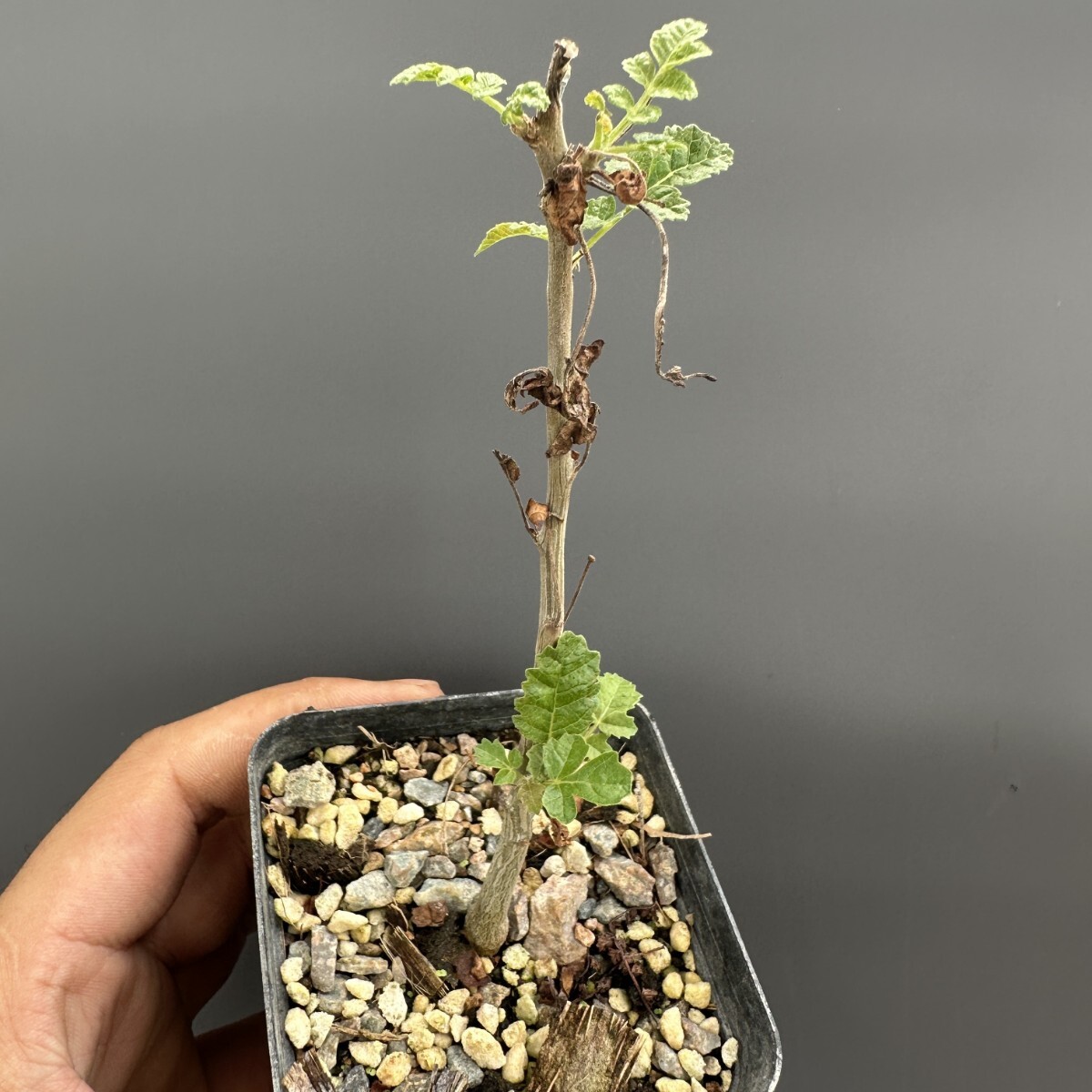 ☆ボスウェリア フレレアナ Boswellia frereana Somalia Puntland産