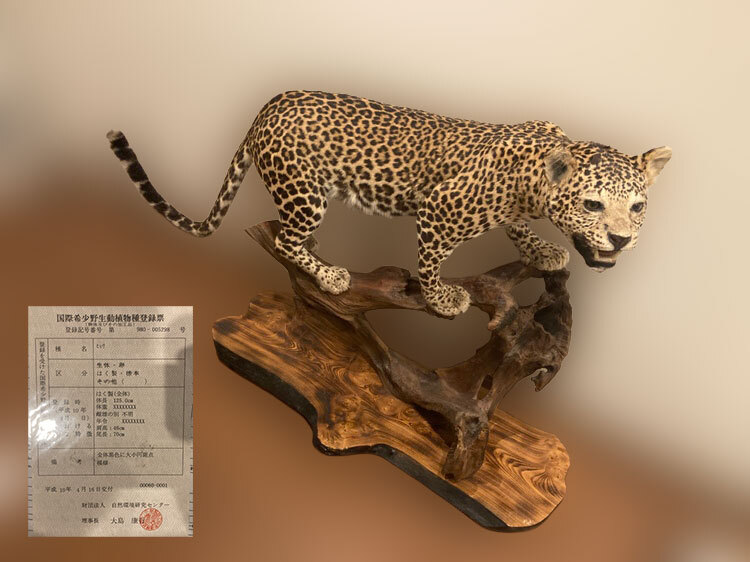 やや傷や汚れあり】虎/トラ 剥製/はく製 敷物 絨毯 全長250cm ツメ有り