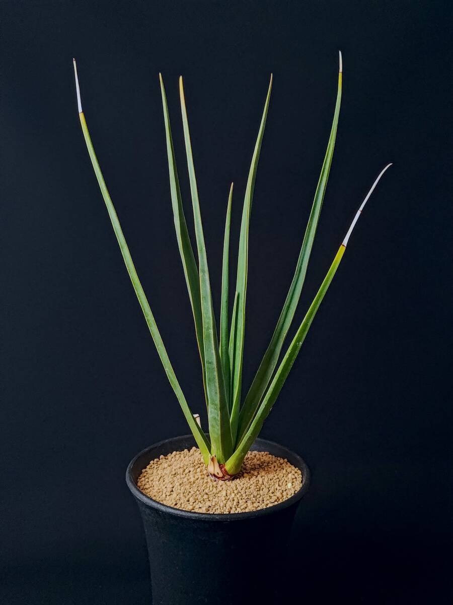 ドラセナ シナバリ Dracaena cinnabari 大株の落札情報詳細 - Yahoo