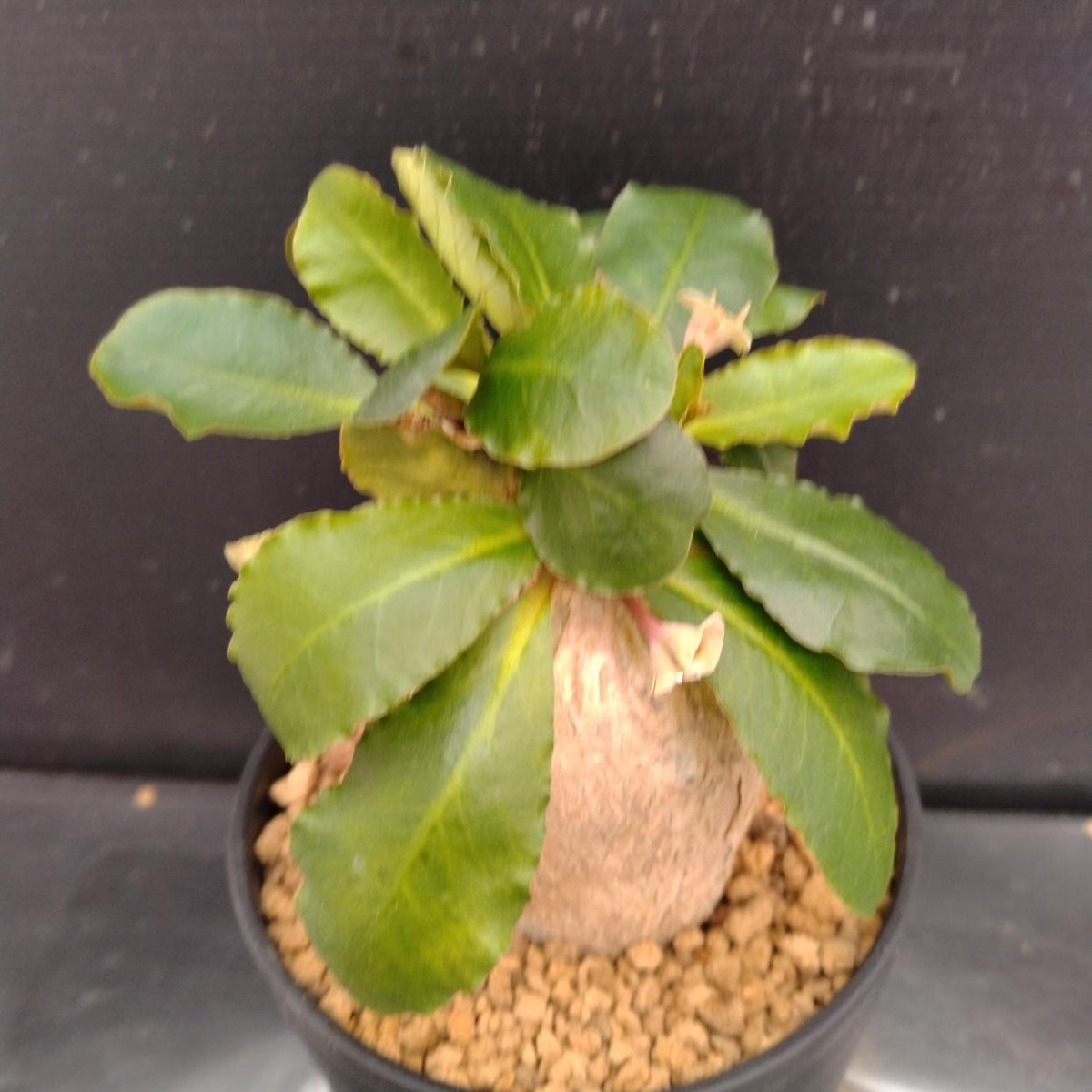 新品】H3 □ 多肉植物 □ ユーフォルビア スパポダ/スバポーダ