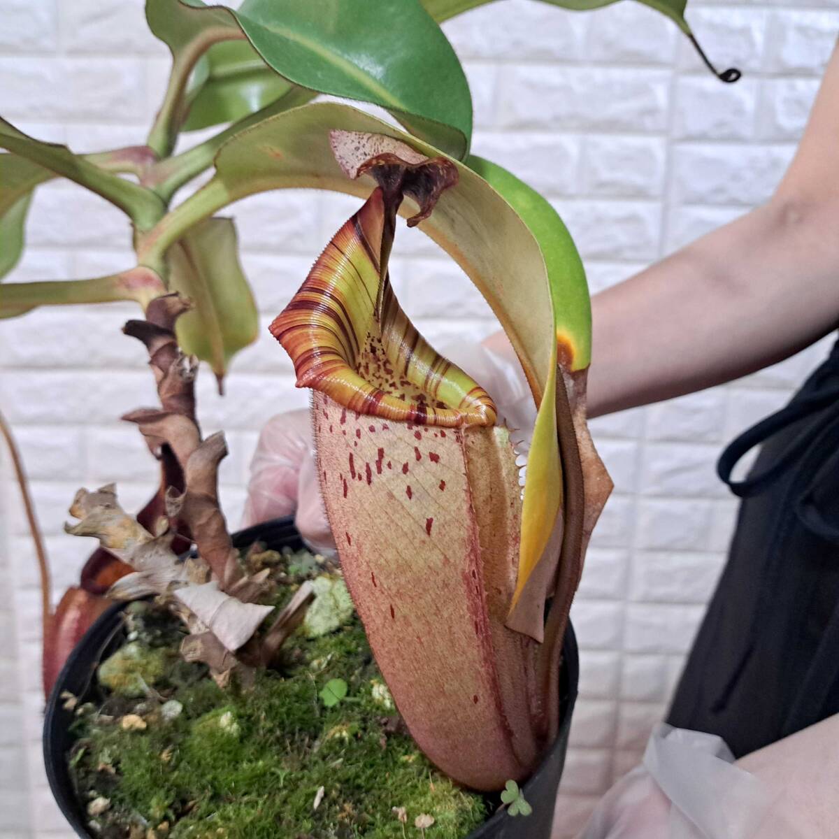 N.(lowii x veitchii) x burbidgeae EPH-1-12-1 4号【食虫植物