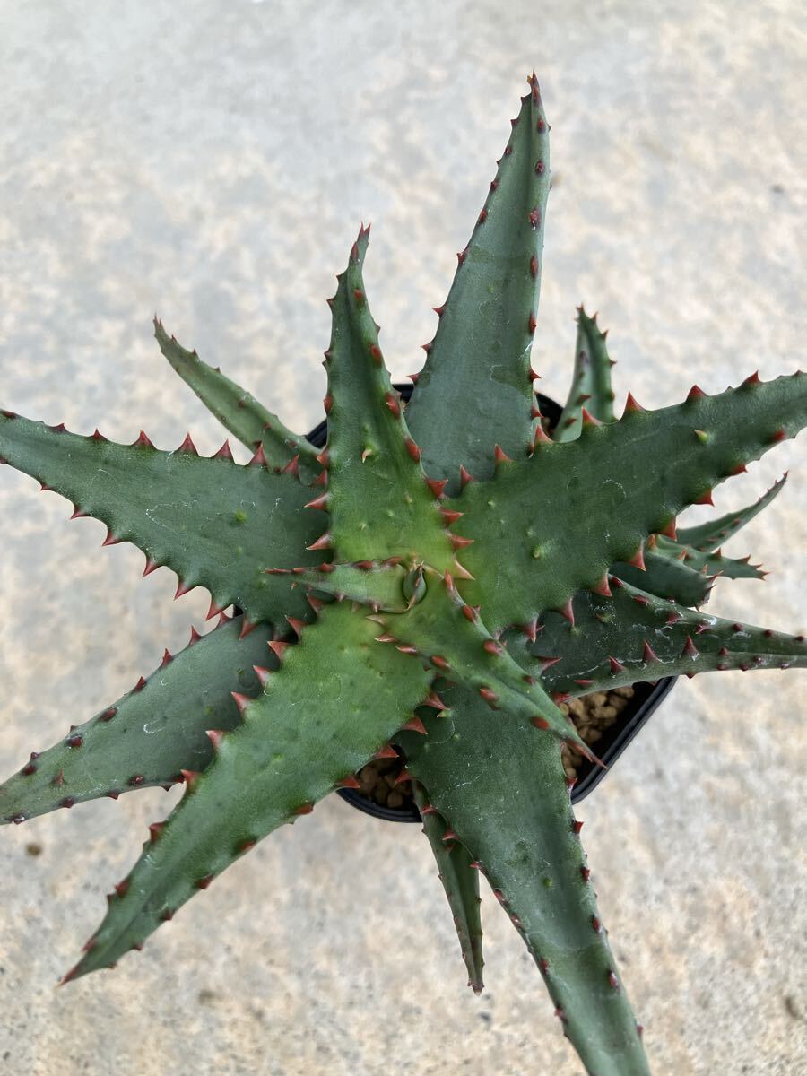 目立った傷や汚れなし】アロエ ワイリーコヨーテ Aloe Wily Coyoteの