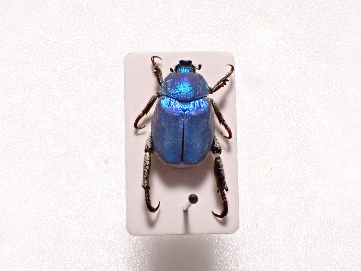 新品】シンジュアシナガコガネ♂ no.1 美麗個体 ＊実物の光沢は強めの