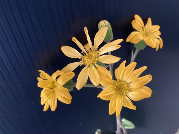 新品】宮中花の歳時記 羽柴正和絵 煎茶茶碗 2個 銘々皿 3枚/ 桜 松