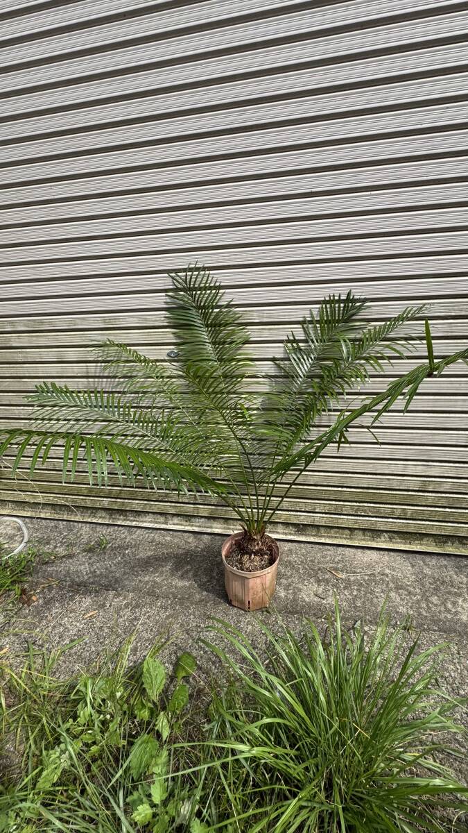 ☆サイカス クリビコーラ ルテア Cycas clivicola subsp. lutea 国内