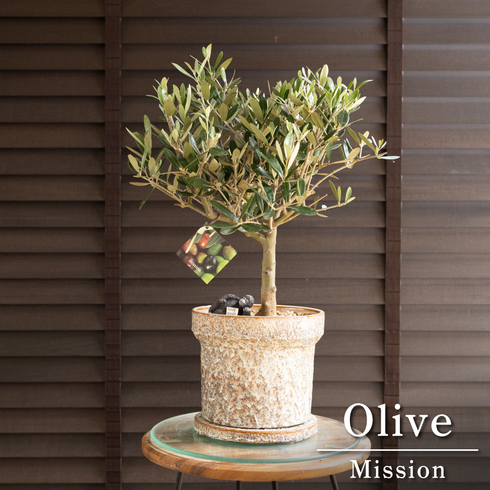 中古】古木 オリーブ 盆栽 植物 塊根 オリーブの木 oliveの落札情報