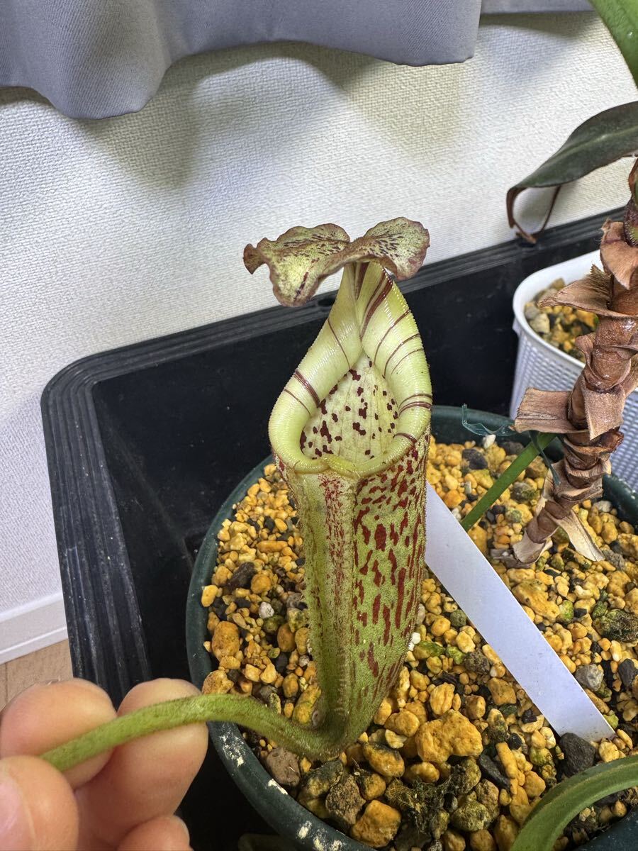 Nepenthes veitchii H/L x burbidgeae EPH-1-34-2 オス4号 【食虫植物