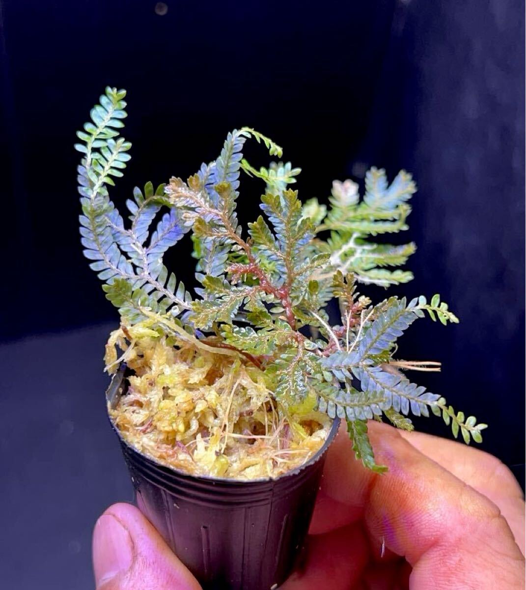 新品】艶々の光沢ブルー！！◇ Begonia sp. Temuyuk, Kalimantan Barat