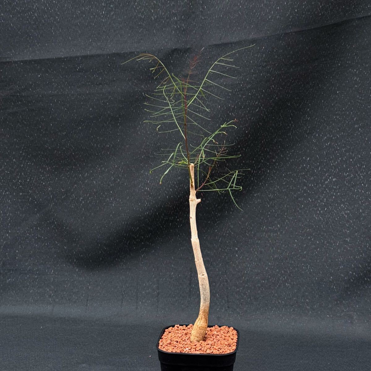 新品】Bursera paradoxa(ブルセラ・パラドクサ)種子 5粒 【送料無料