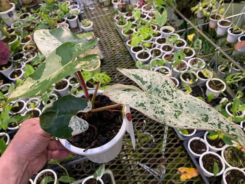 新品】KN フィロデンドロン カローサム（PHILODENDRON CALOSSUM