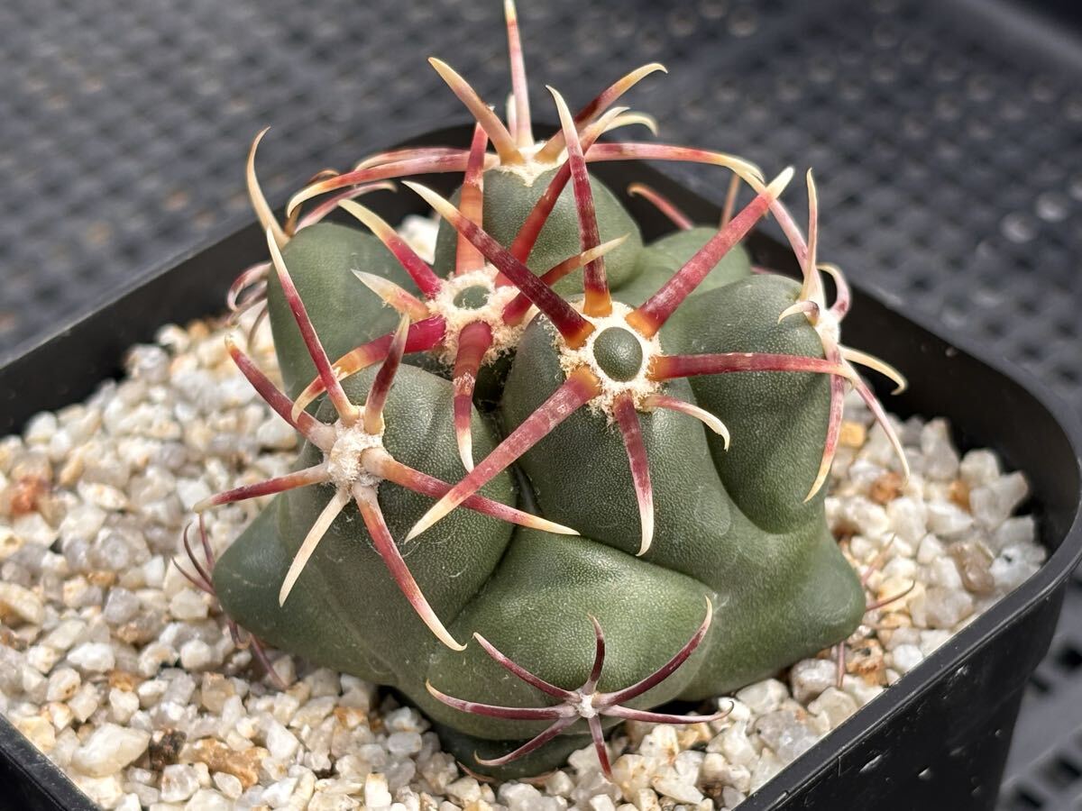 新品】実生 濃紅刺 紅鷹 テロカクタス サボテン / 緋冠竜の落札情報