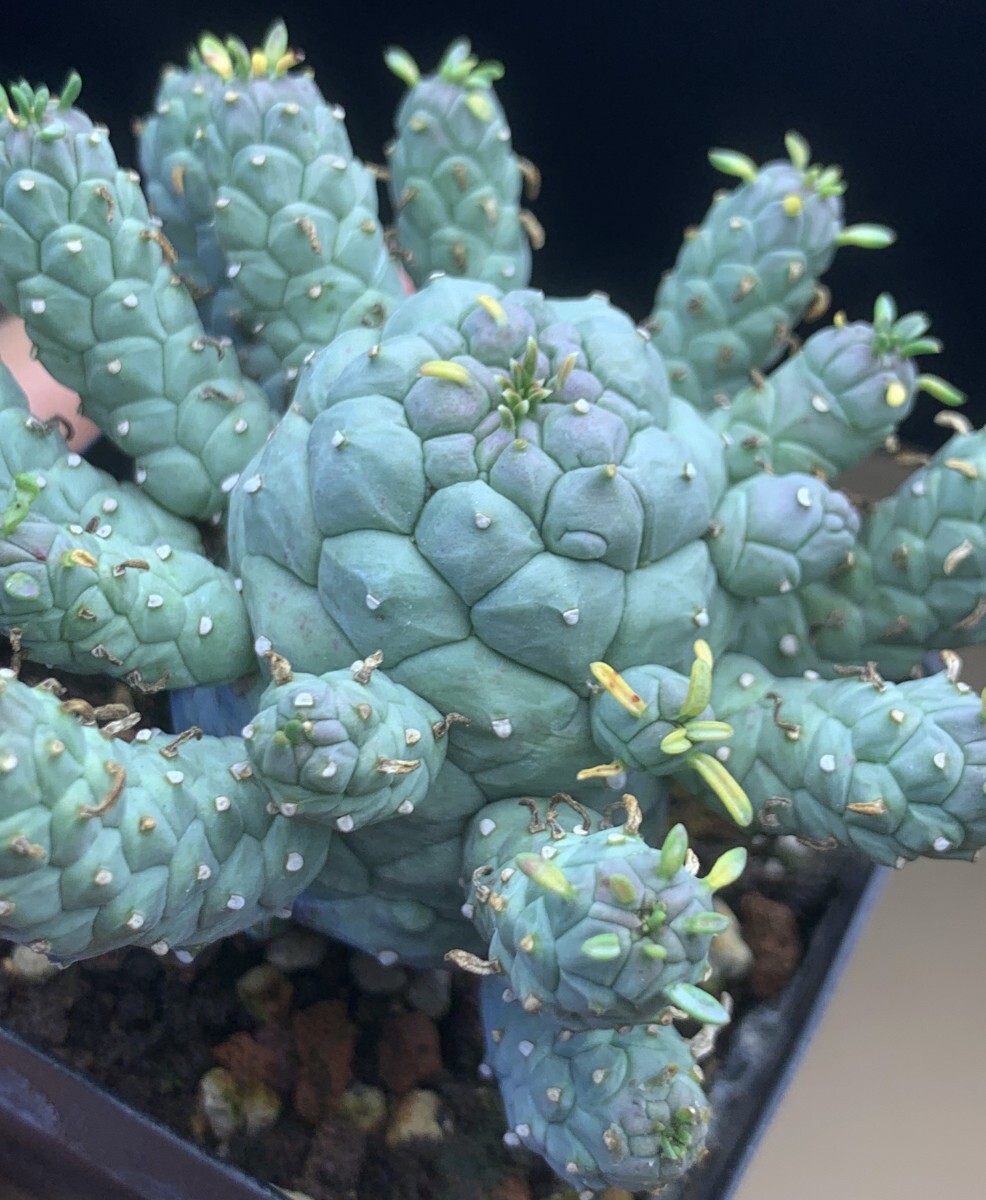 ユーフォルビア ラミグランス // Euphorbia ramiglans, ユーホルビア