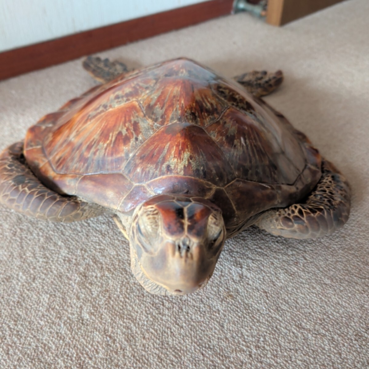 ♪カメ 亀 ウミガメ 海亀 インテリア 鼈甲 べっ甲 剥製 はく製の落札