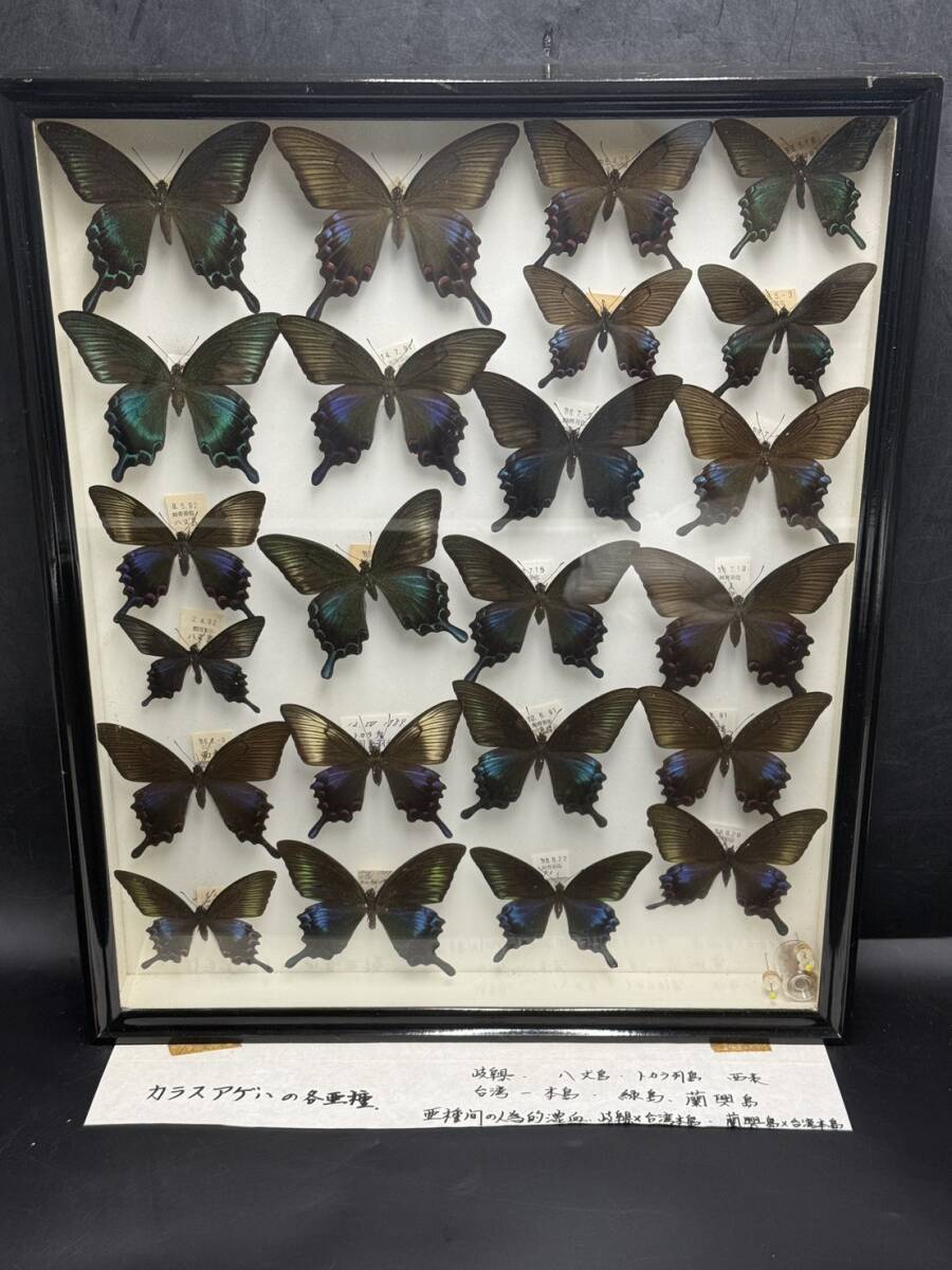 蝶 標本 ハチジョウカラスアゲハ 春型♂ 前翅に金色帯の落札情報詳細