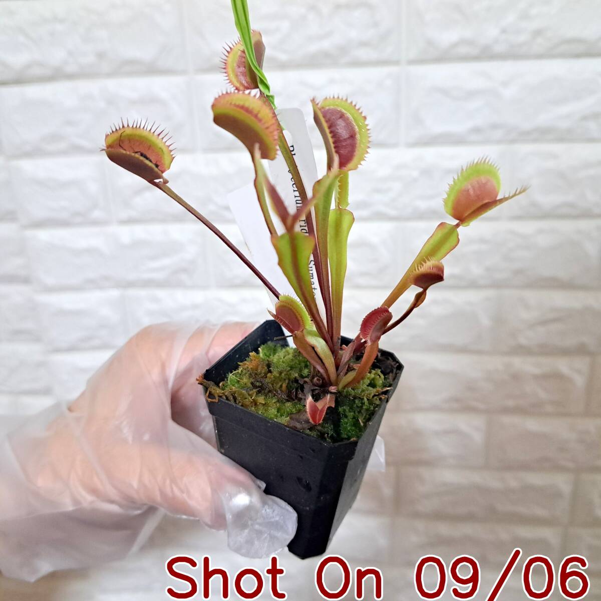 苗】Dionaea ' Z11. BCP ' ・食虫植物・ハエトリソウの落札情報詳細