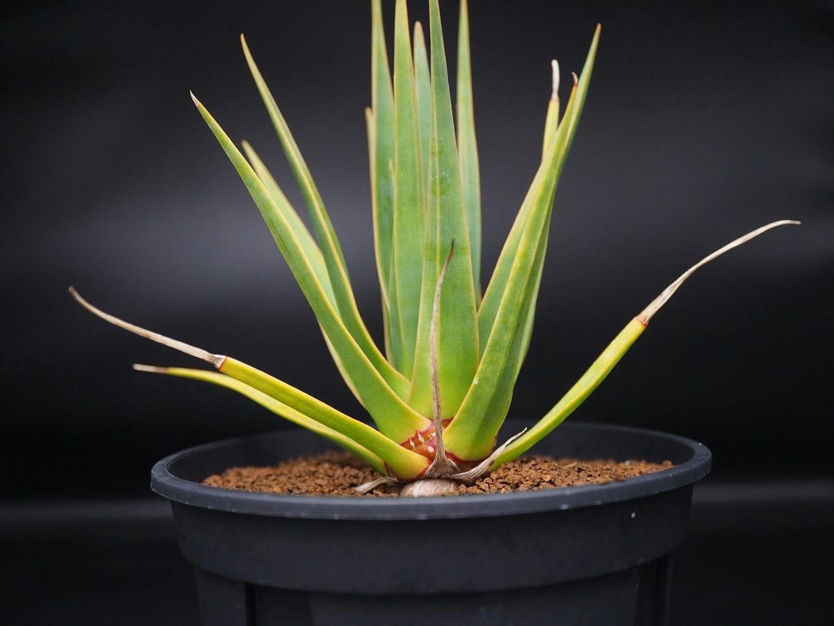 ドラセナ シナバリ Dracaena cinnabari 大株の落札情報詳細 - Yahoo