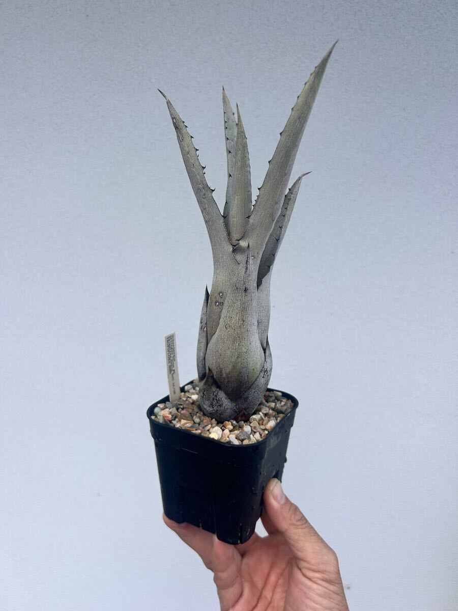 Hohenbergia catingae 'Palmeiras Bahia ＃2' ホヘンベルギア