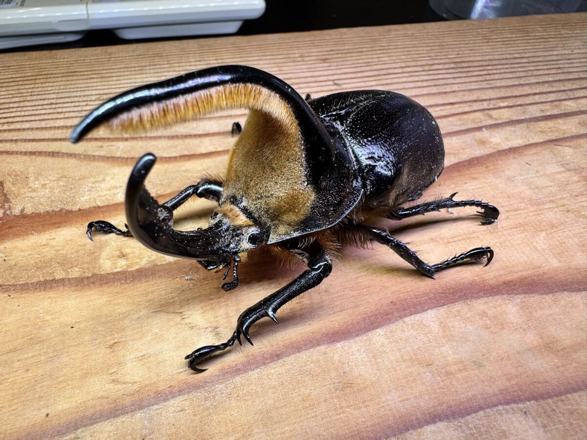 野外採集品標本】野外品標本入手困難サタンオオカブト大型♂95ミリの