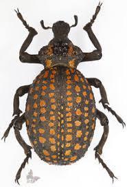 標本7334 タンザニア産 ベニモンオオタマゾウムシの落札情報詳細