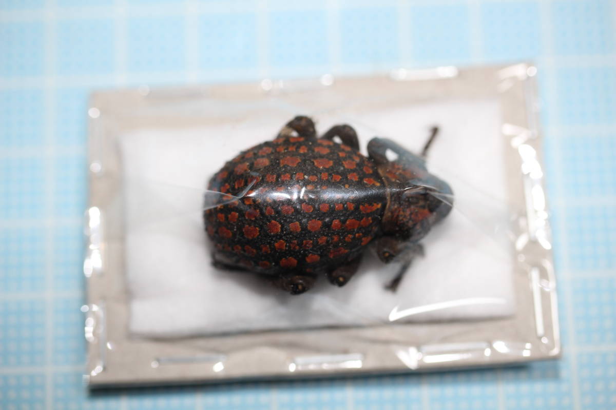 標本7334 タンザニア産 ベニモンオオタマゾウムシの落札情報詳細