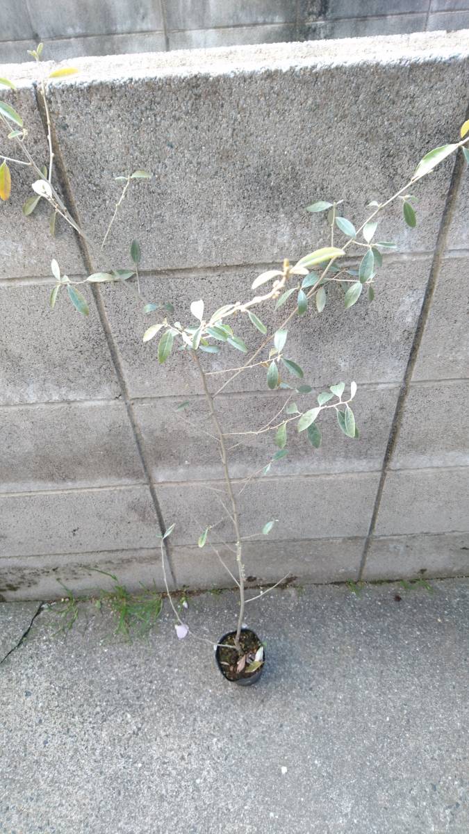 シンボルツリー ロシアンオリーブ おしゃれな樹形 シルバーリーフと赤い果樹 A の落札情報詳細 ヤフオク落札価格情報 オークフリー スマートフォン版