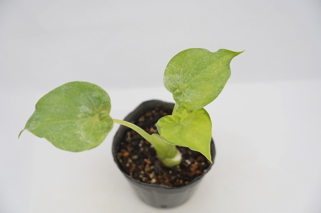 新品 To 斑入りのシマクワズイモ アロカシア ククラータ かわいいハート形の葉 Alocasia Cucullata Variegata 3 5号 現品 60サイズ の落札情報詳細 ヤフオク落札価格情報 オークフリー スマートフォン版