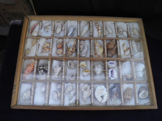 五 貝の標本 貝殻 まとめて ヒメショッコウラ ガンゼキボラ サツマボラ ネジマガキ ミツカドボラ ツノレイシ リュウキュウツノマタ他 の落札情報詳細 ヤフオク落札価格情報 オークフリー スマートフォン版